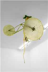 Davide Allieri at Galerie Hubert Winter