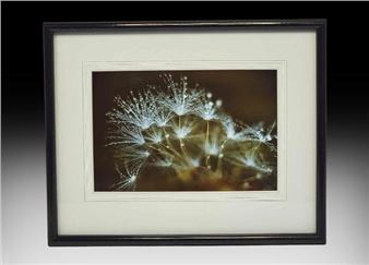 Dew Drops On Agoseris Seed Head (Agoseris Heterophylla) - Jo-ann Ordano