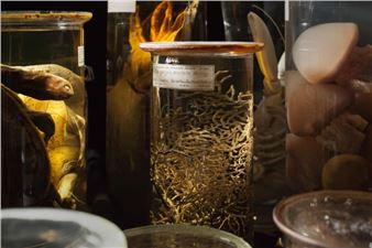 ONLINE: Fiona Tan: Moving Image Programme - Frith Street Gallery (Golden Square)