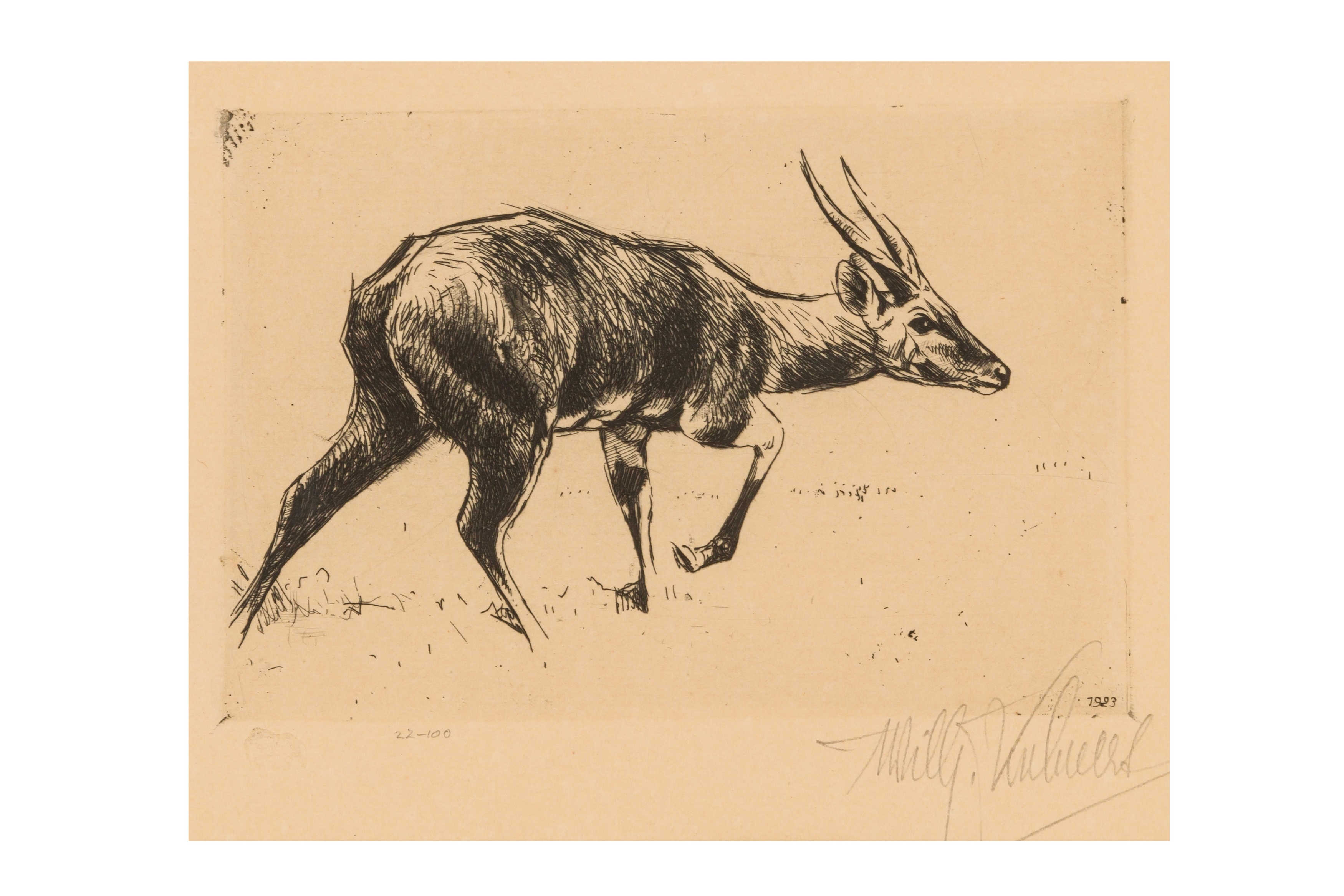 Study of a Deer c. 1923 by Wilhelm Kuhnert, circa 1923