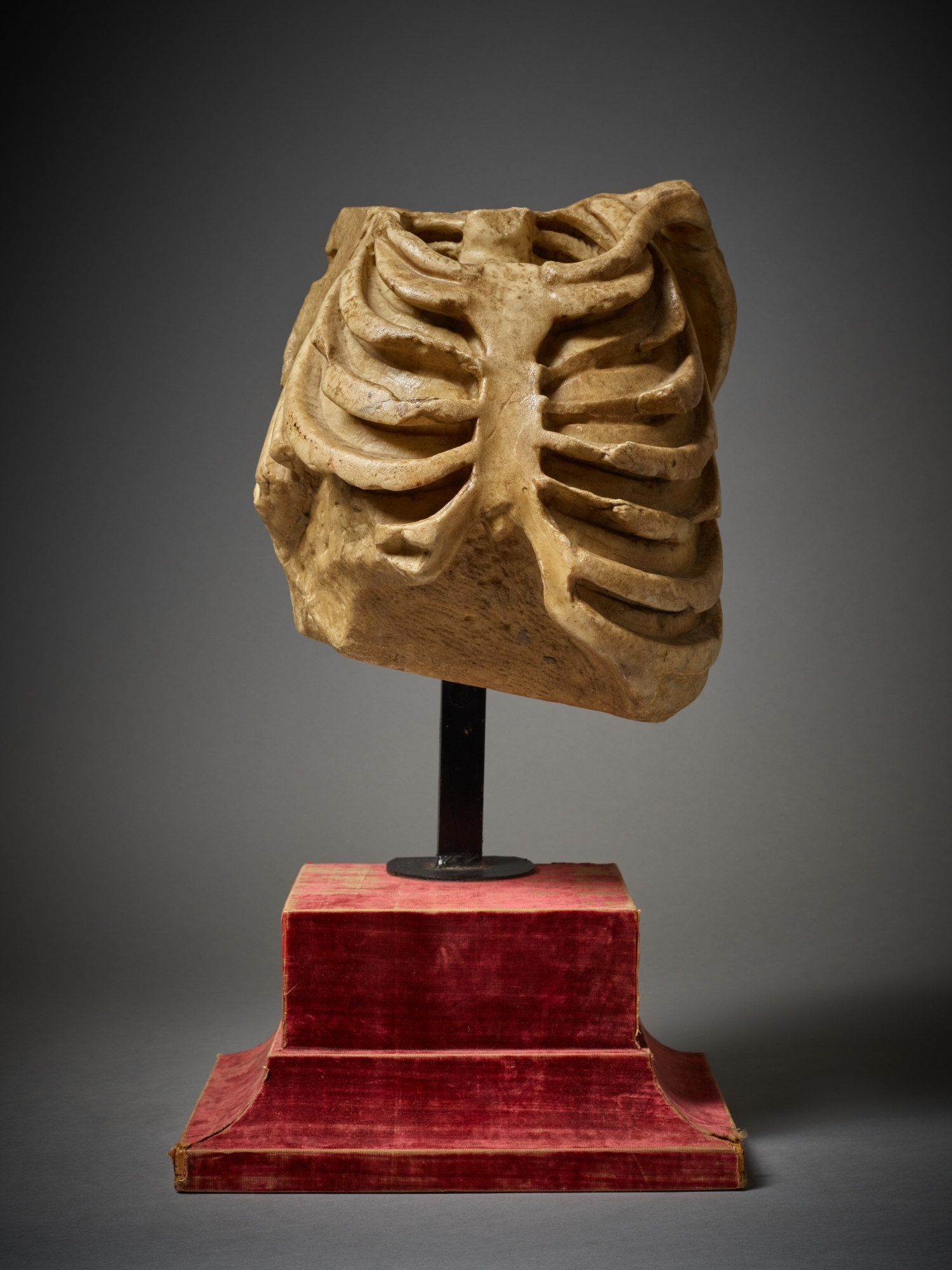 French School, 15th Century | Skeletal Rib Cage (15th Century) | MutualArt