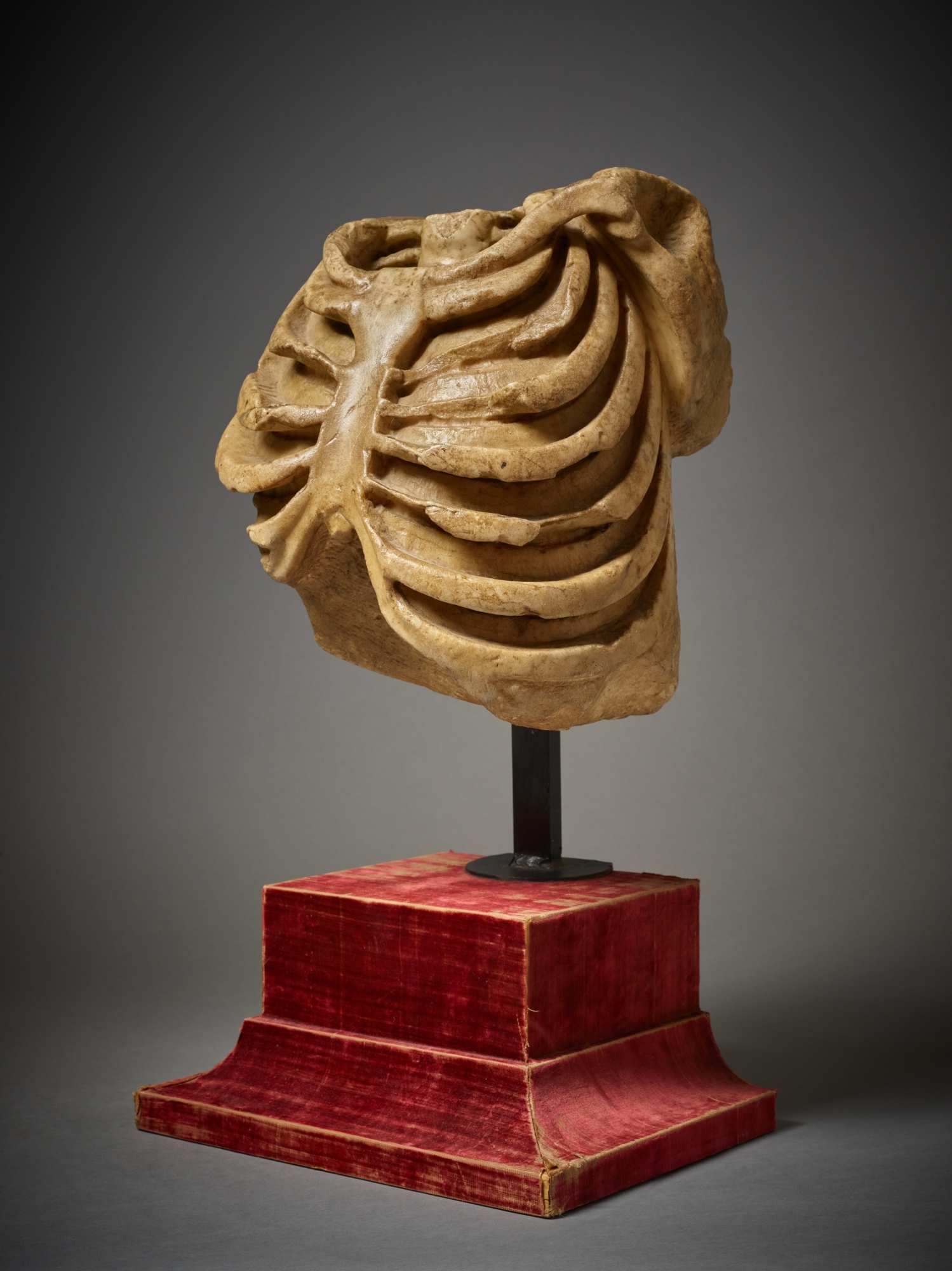 French School, 15th Century | Skeletal Rib Cage (15th Century) | MutualArt