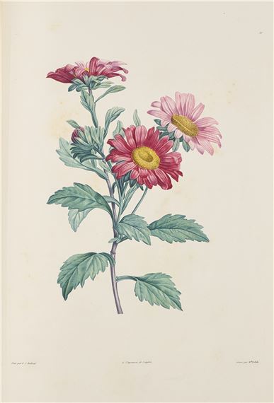 Affiche botanique Enkianthus Quinqueflorus par Pierre-Joseph Redouté main image 1