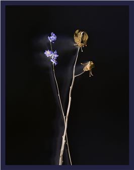 Axel Hütte: Enigmatic: Flower, Wood, Growler - Galerie Akinci