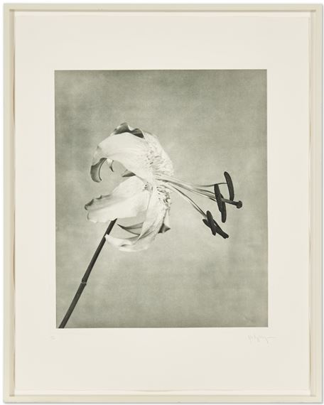 アート・デザイン・音楽 FLORA Mapplethorpe Mapplethorpe Flora - Philadelphia Museum Of Art Store