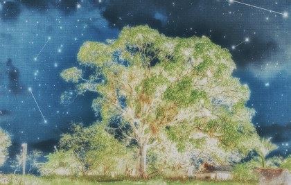 Firefly Dreaming by Wanki Min, 2023