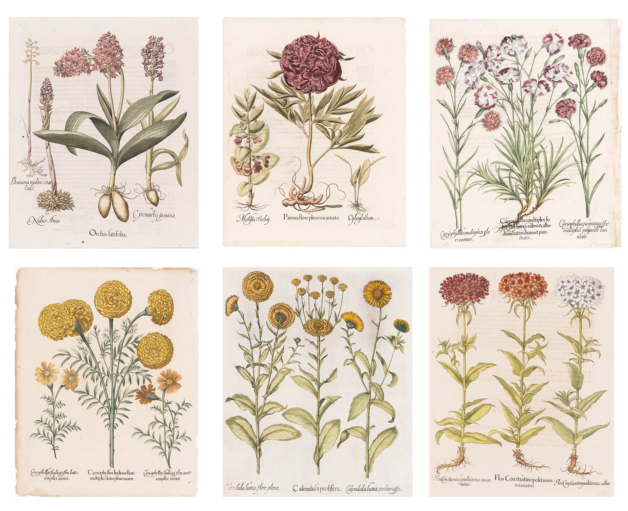 Basilius Besler | Hortus Eystettensis (The Garden of Eichstatt) (1613 ...