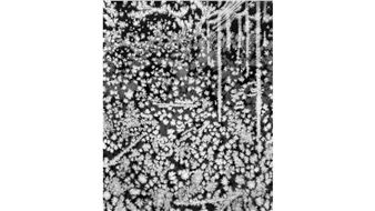 Tomoko Yoneda: Crystals - ShugoArts
