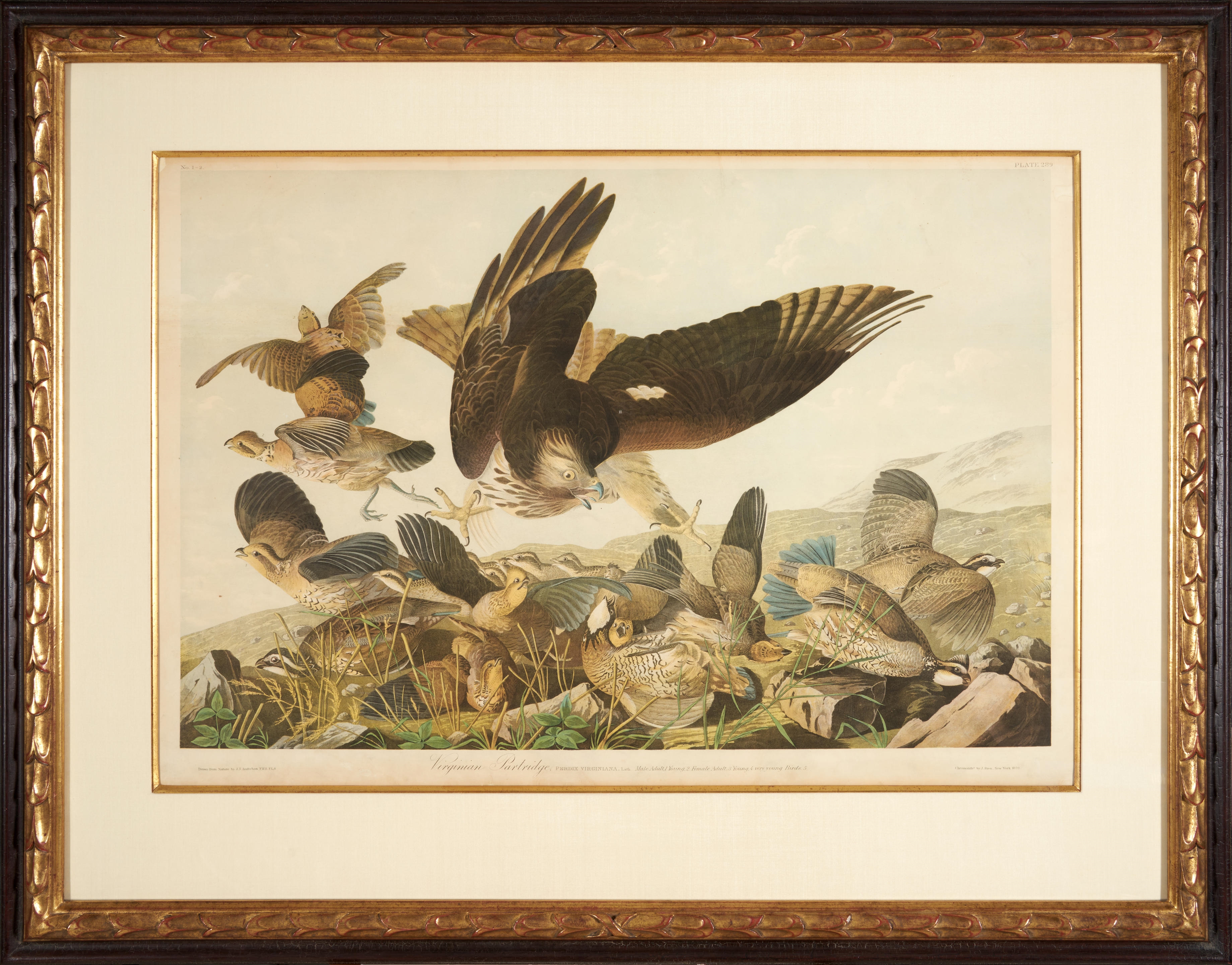 Virginian Partridge (Perdix Virginiana). New York: J. Bien, 1859. by John James Audubon, 1859