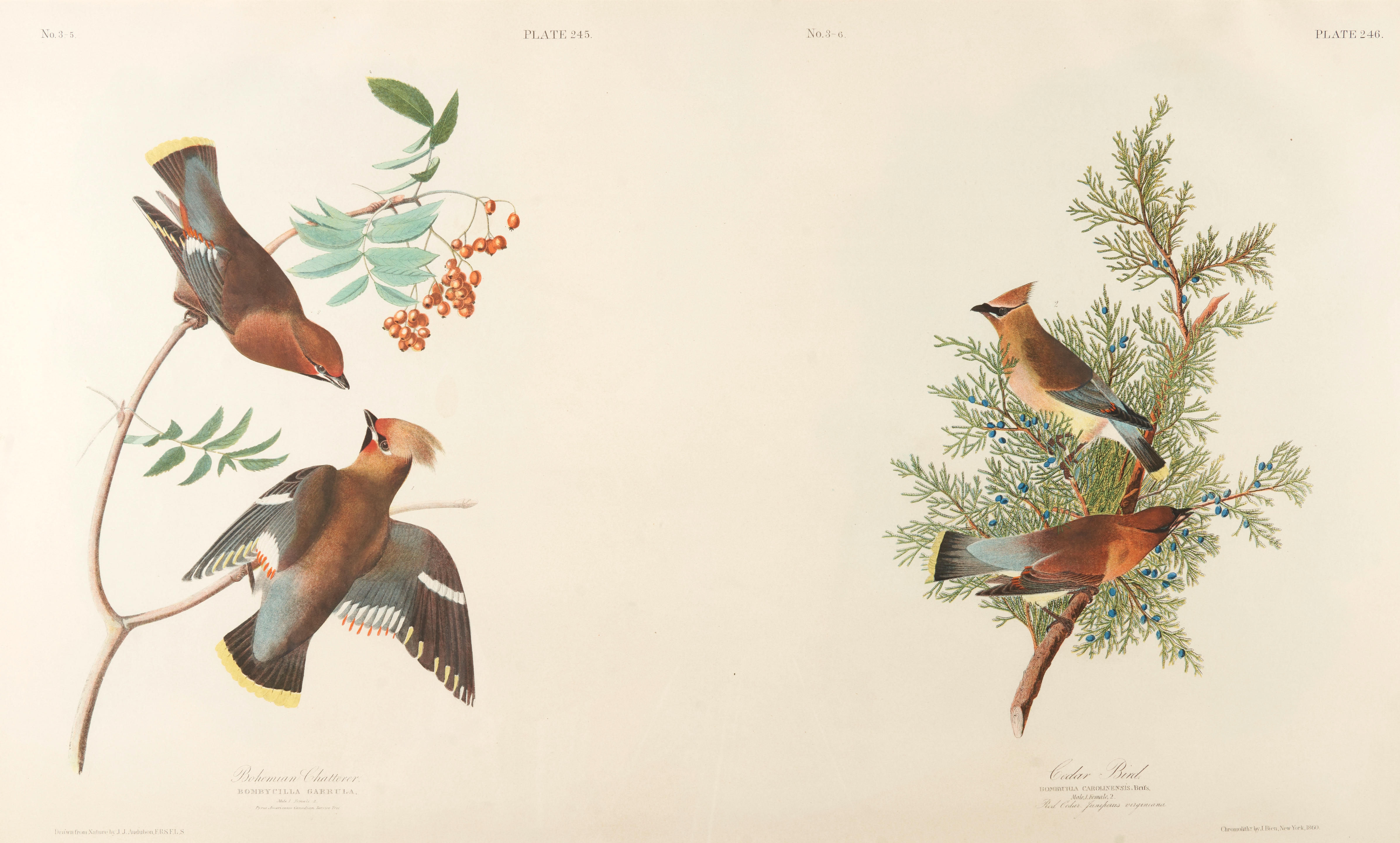 Bohemian Chatterer (Bombycilla Garrula) and Cedar Bird (Bombycilla Carolinensis) New York: J. Bien, 1860. by John James Audubon, 1860