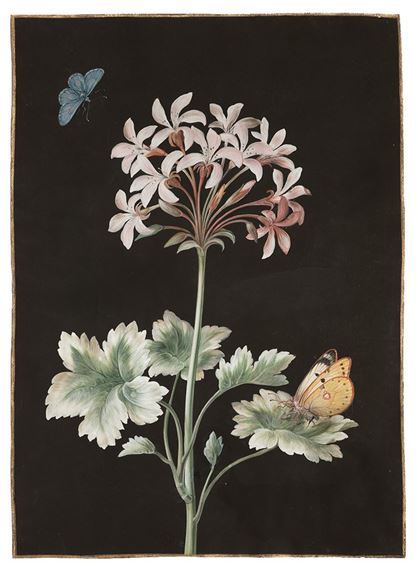 Drawn From Science - Victoria Munroe Fine Art