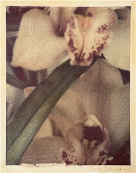 Wendi Schneider: Bloom - Catherine Couturier Gallery