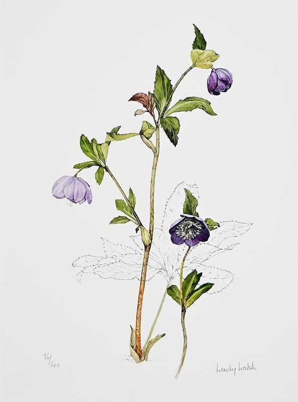 Floral Study - Wendy Walsh