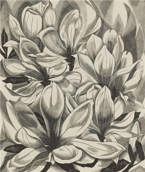 Magnolia
