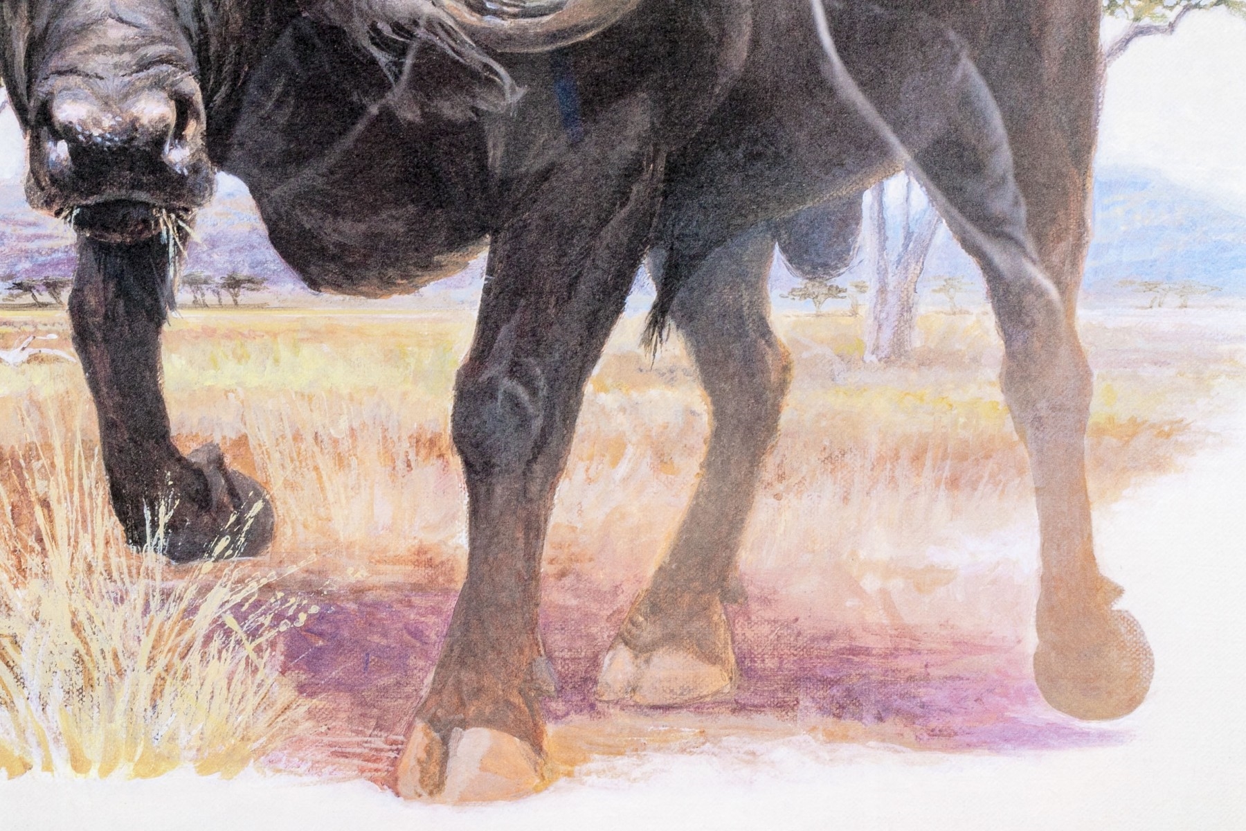 Artwork by L. W. Duke, African Cape Buffalo, Made of color lithograph