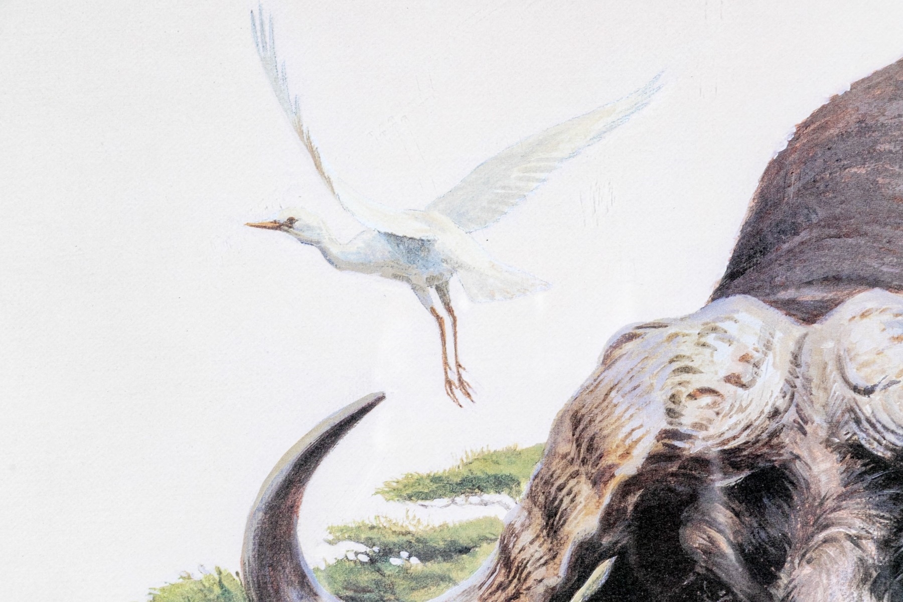 Artwork by L. W. Duke, African Cape Buffalo, Made of color lithograph