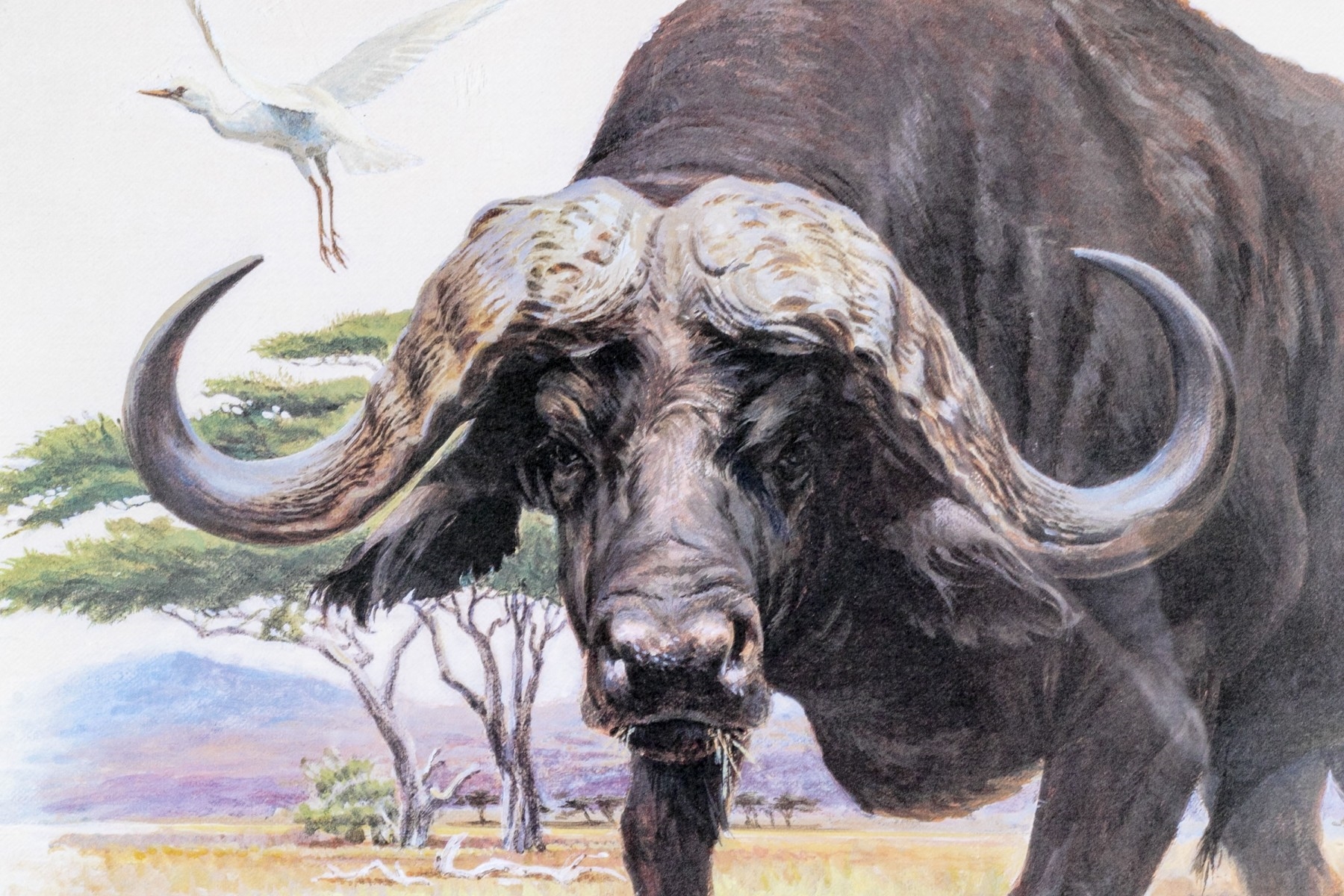 Artwork by L. W. Duke, African Cape Buffalo, Made of color lithograph