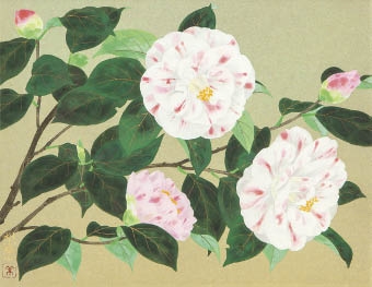 Five color camellia