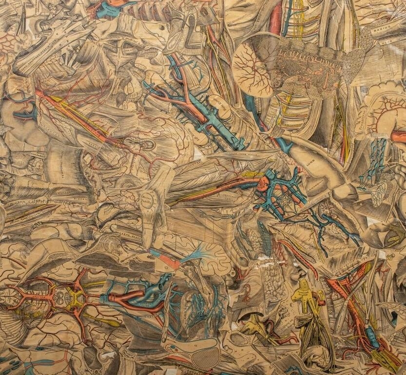 Artwork by Francis Jennings, Francis A. Jennings Anatomical Collage on Panel, Made of Collage on Panel