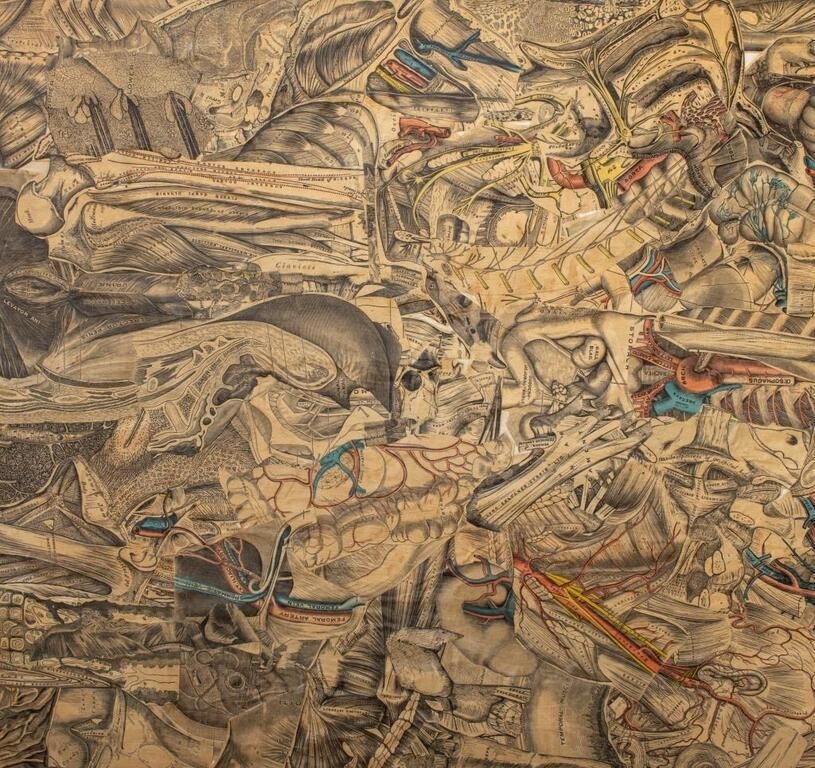 Artwork by Francis Jennings, Francis A. Jennings Anatomical Collage on Panel, Made of Collage on Panel