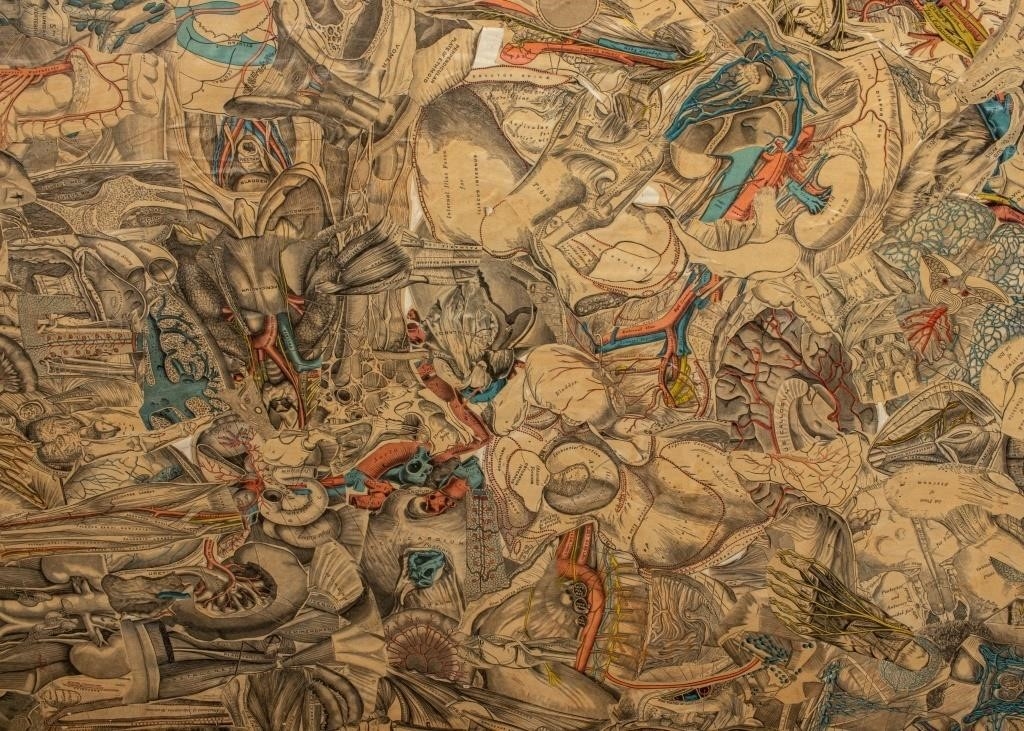 Artwork by Francis Jennings, Francis A. Jennings Anatomical Collage on Panel, Made of Collage on Panel