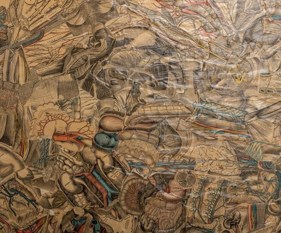 Artwork by Francis Jennings, Francis A. Jennings Anatomical Collage on Panel, Made of Collage on Panel