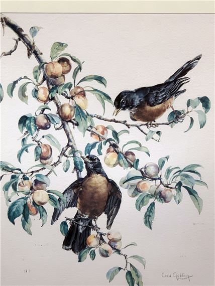Cecil Golding | CECIL GOLDING FRAMED ORNITHOLOGY BIRD PRINTS