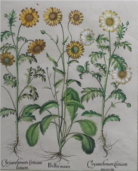 Bellus maior by Basilius Besler, 1613