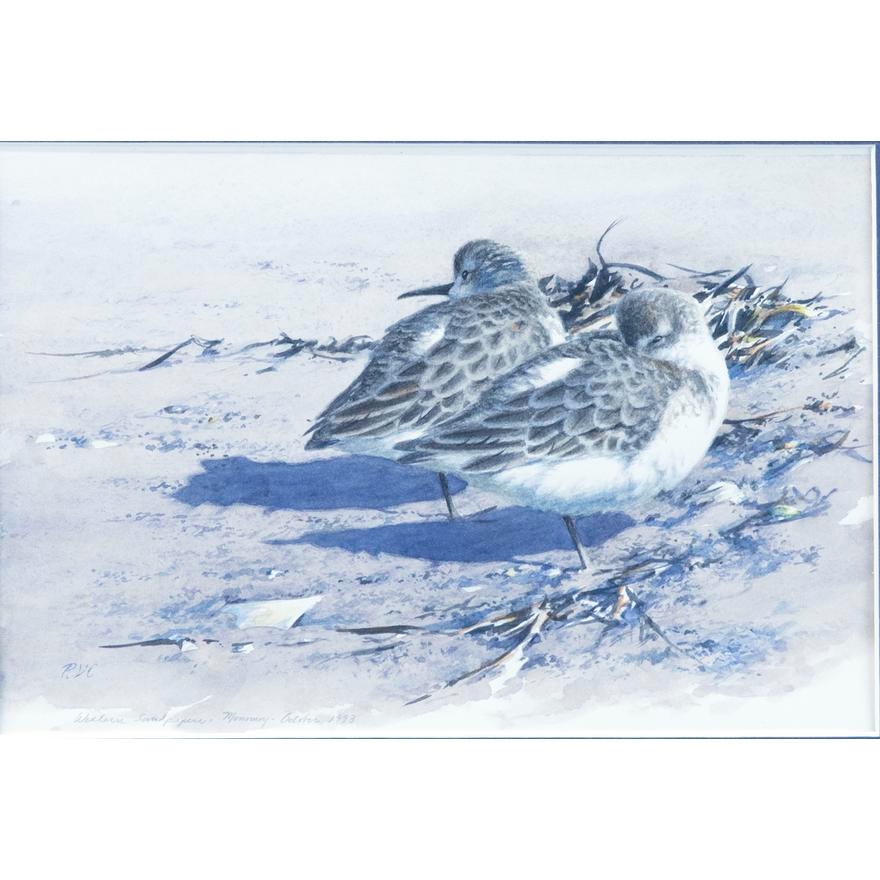 Robert Verity Clem | WESTERN SANDPIPER (1993) | MutualArt