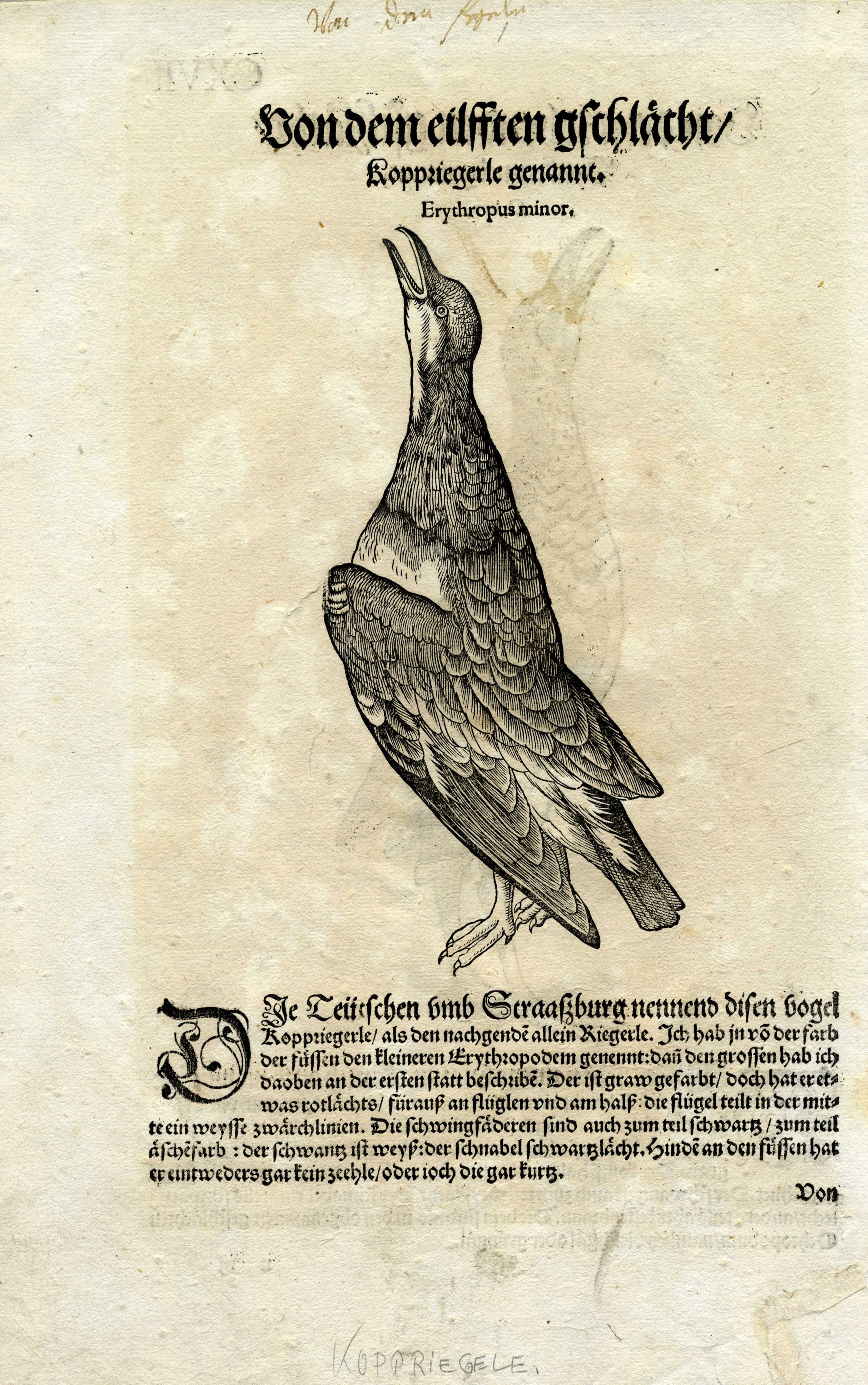 Otto tavole ornitologiche da Conradi Gesneri medici Tigurini historiae animalium - Conrad Gesner