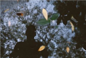 Rodrigo Dada: Una Naturaleza Incontrolable - Museo MARTE