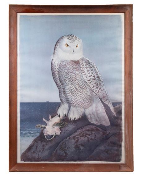"Snowy Owl" by Carroll Sargent Tyson