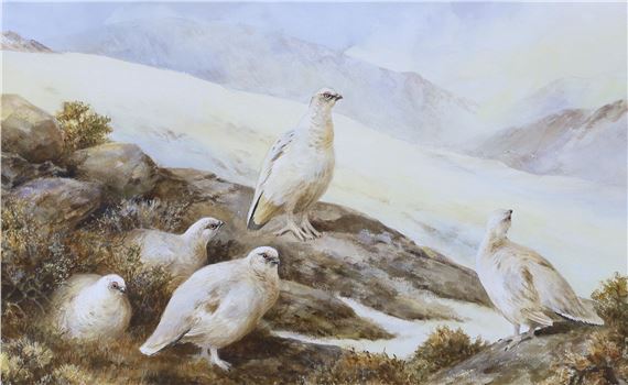 Ptarmigan by Neil Cox