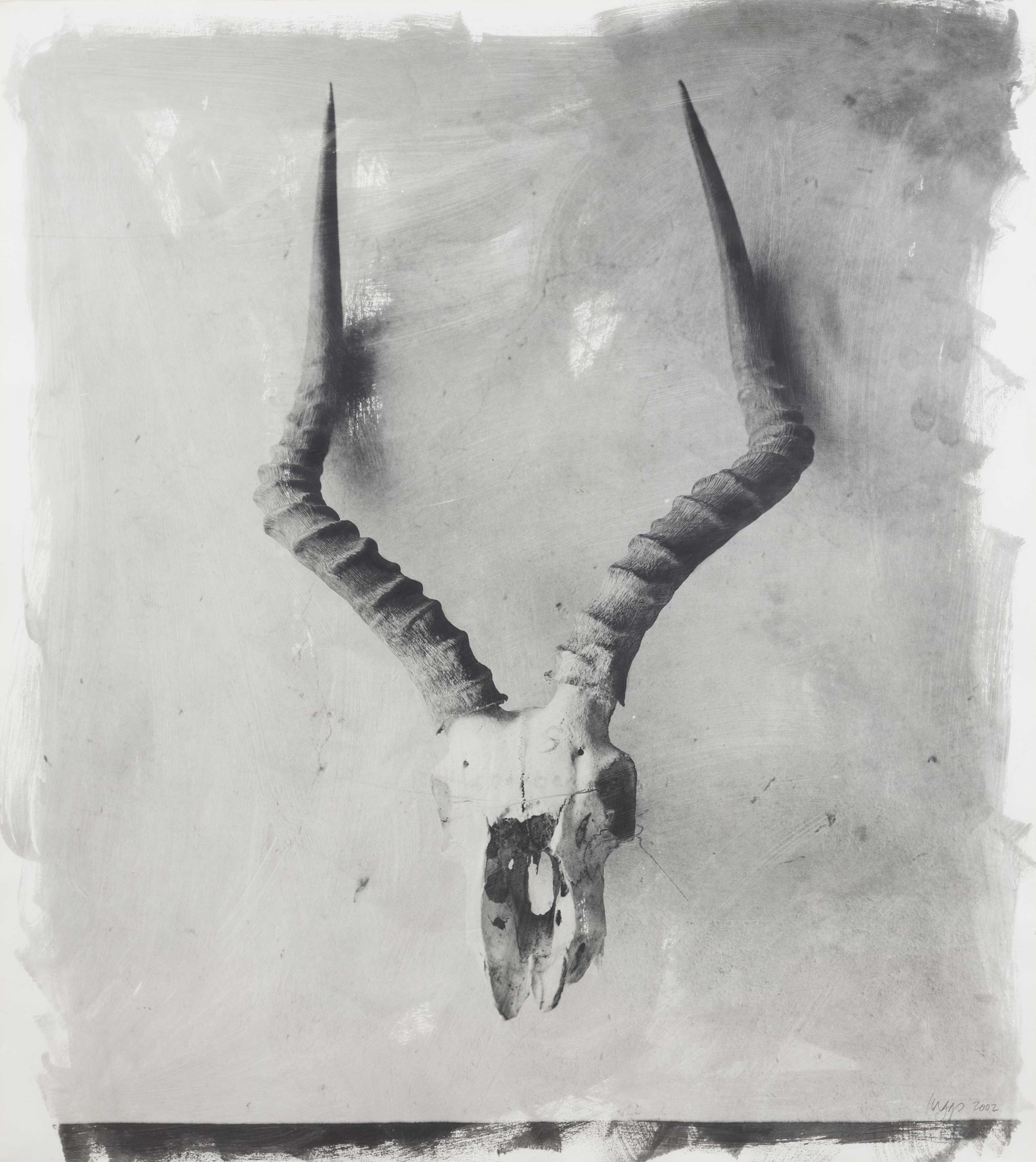 Artwork by Stephen Inggs, Horns II, Made of hand painted silver gelatin