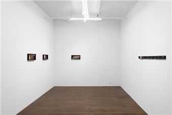 Clémence de La Tour du Pin: T-Rex - Derosia