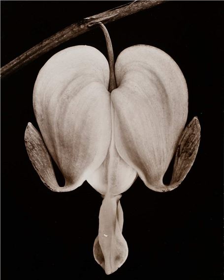 Dicentra spectabilis / Tränendes Herz by Friedrich Koch