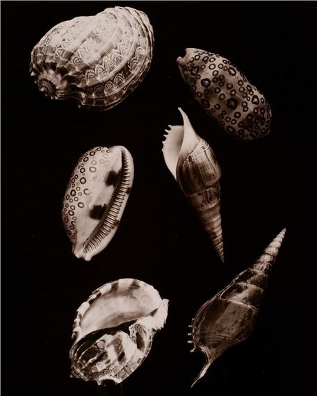 Sea Animals Snails by Friedrich Koch