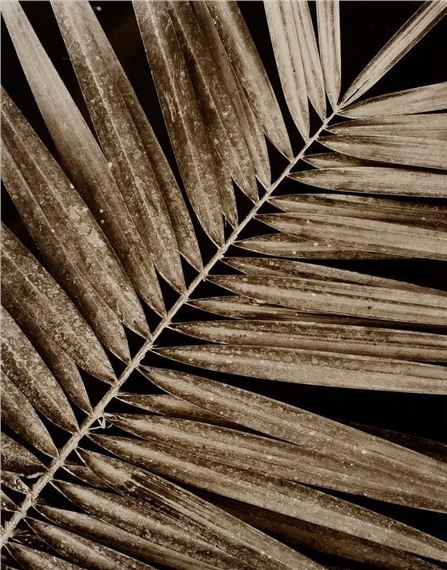 Palmae, feathered palm leaf by Friedrich Koch