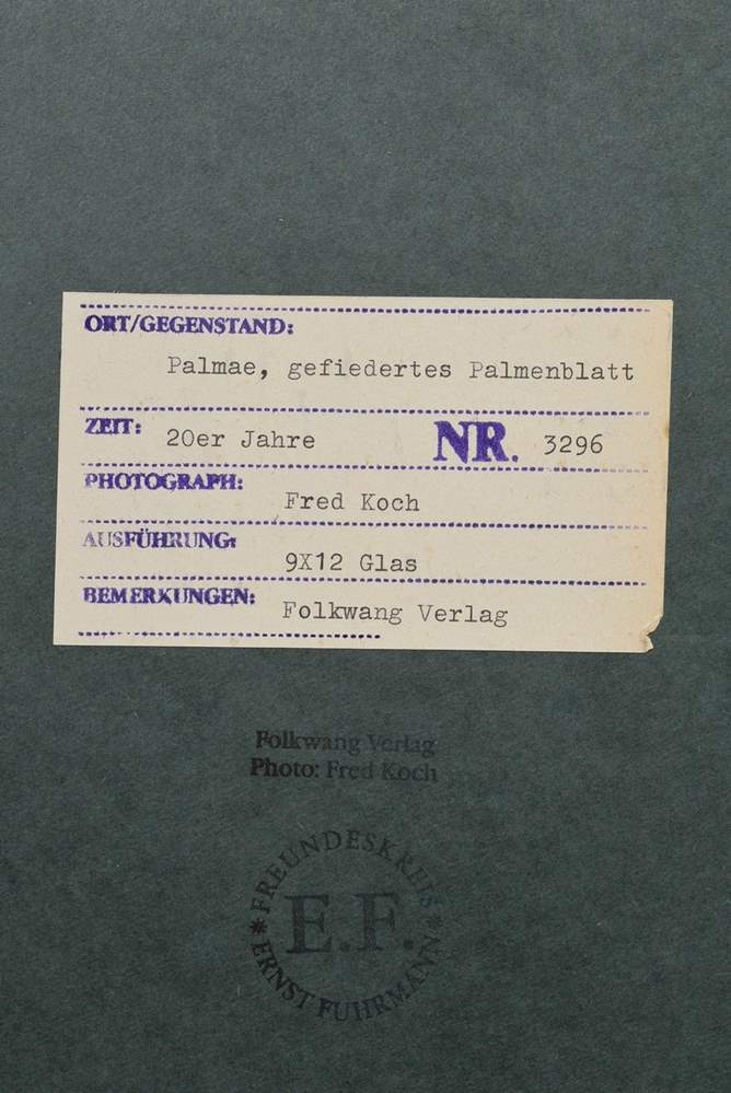 Artwork by Friedrich Koch, Palmae, feathered palm leaf, Made of photograph mounted on cardboard