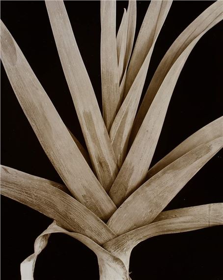 Liliaceae, Alium porrum by Friedrich Koch