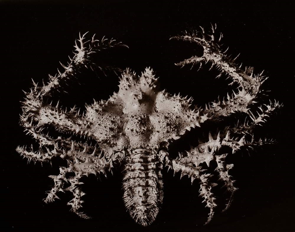 Artwork by Friedrich Koch, Crustacea / Meerestiere Krabbe, Made of photograph mounted on cardboard