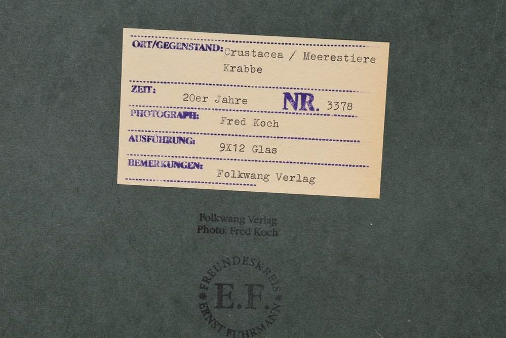 Artwork by Friedrich Koch, Crustacea / Meerestiere Krabbe, Made of photograph mounted on cardboard