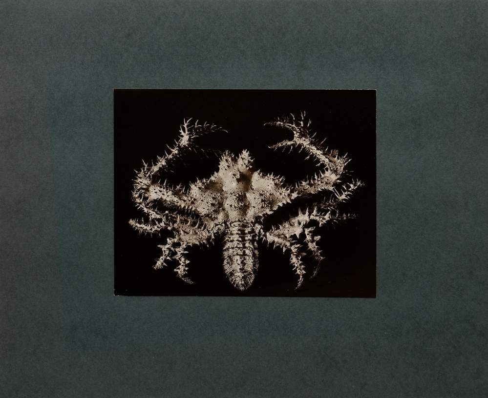 Artwork by Friedrich Koch, Crustacea / Meerestiere Krabbe, Made of photograph mounted on cardboard