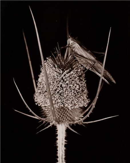 Little Grasshopper on Wild Karde by Friedrich Koch