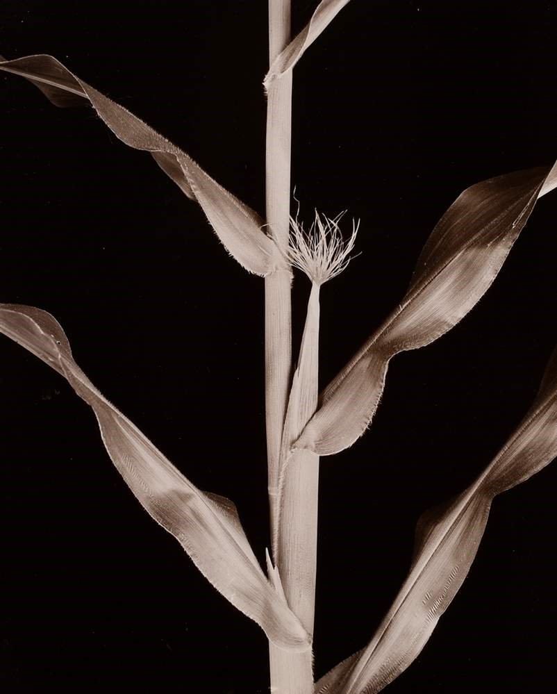Artwork by Friedrich Koch, Zea Corn, female flower, Made of photograph mounted on cardboard