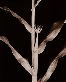 Zea Corn, female flower - Friedrich Koch