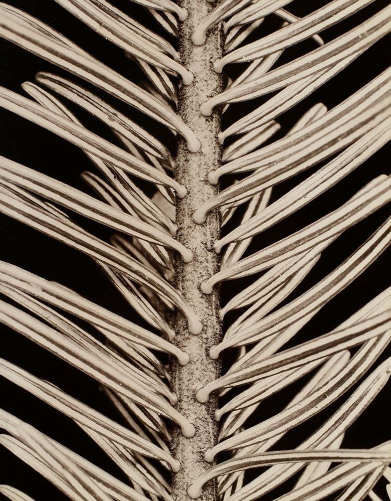 Artwork by Friedrich Koch, Silver fir, Abies pectinata, Made of photograph mounted on cardboard