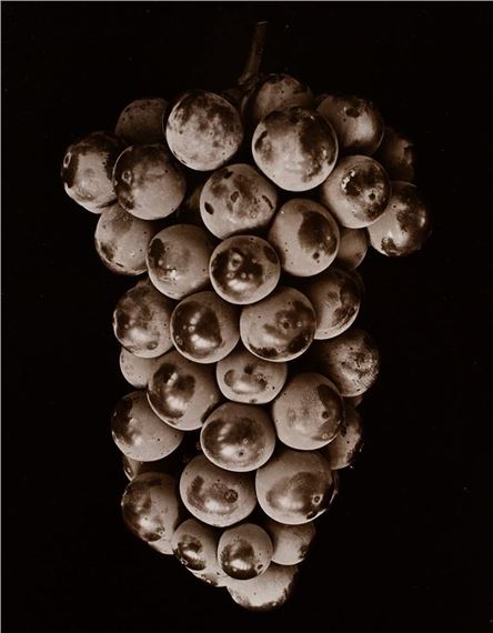 Vitis vinifera / Wine by Friedrich Koch