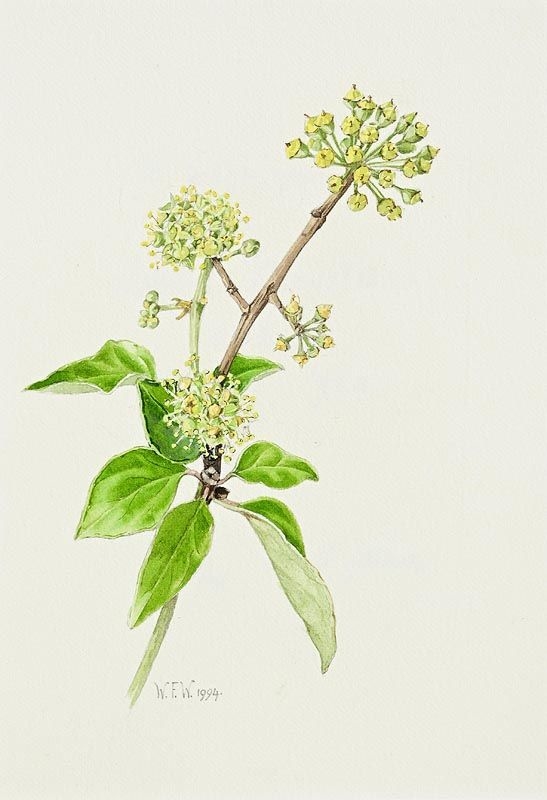 Hedera Helix (1994 by Wendy Walsh, 1994