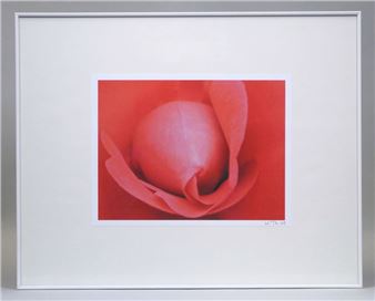 Bouton de rose - Hubert Theler